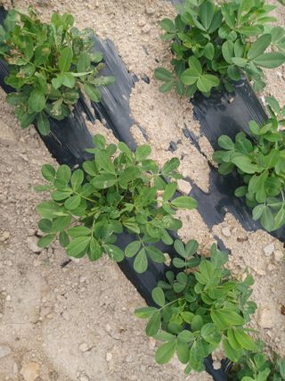 상추14154님의 기타작물 · 병해충상담 작성글 사진