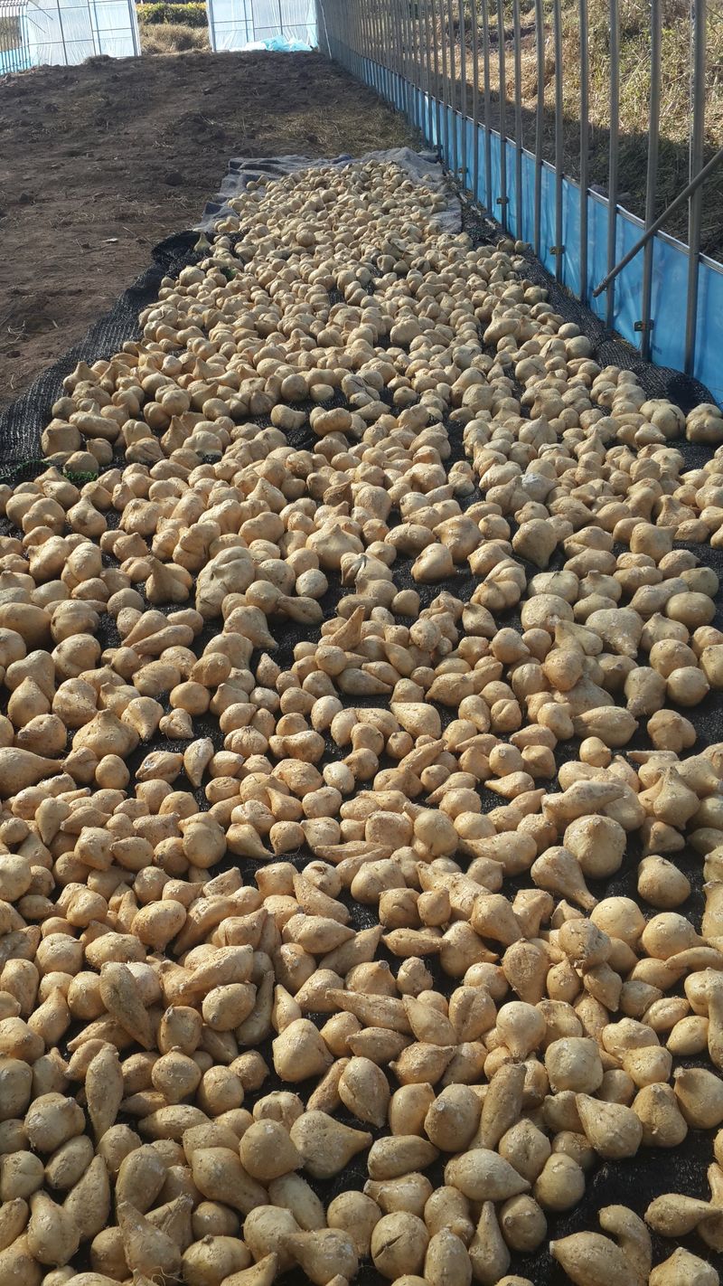 유석범님의 장터 판매 상품 [히카마(얌빈)8kg. 1box.] 첨부 사진