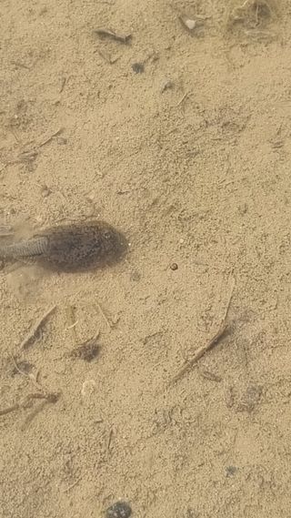 김동회증평영농조합님의 벼 · 자유게시판 작성글 사진