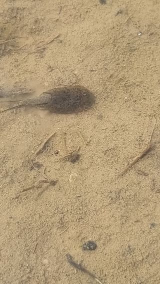 김동회증평영농조합님의 벼 · 자유게시판 작성글 사진