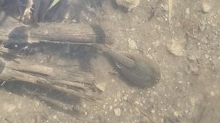 김동회증평영농조합님의 벼 · 자유게시판 작성글 사진