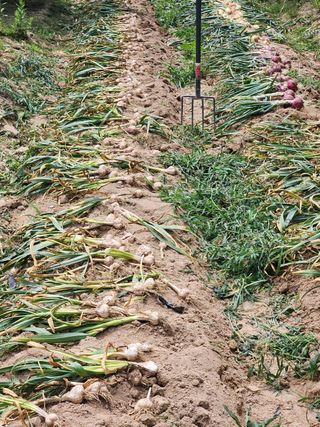 남 샘결 개둥맘님의 마늘 · 마늘 쪽 비대기 작성글 사진