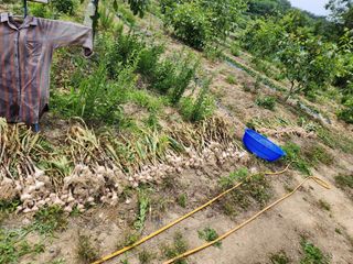 남 샘결 개둥맘님의 마늘 · 마늘 쪽 비대기 작성글 사진