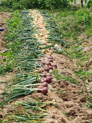 남 샘결 개둥맘님의 마늘 · 마늘 쪽 비대기 작성글 사진