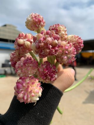 김미현님의 마늘 · 수확 작성글 사진