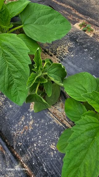 최재원님의 참깨 · 병해충상담 작성글 사진