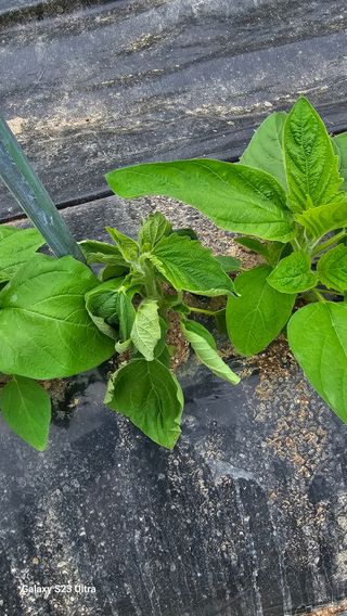 최재원님의 참깨 · 병해충상담 작성글 사진