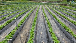 최재원님의 참깨 · 병해충상담 작성글 사진