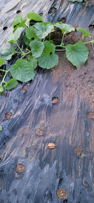 갈대님의 기타작물 · 병해충상담 작성글 사진