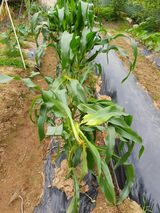 팜모닝 옥수수·병해충상담 게시글 이미지