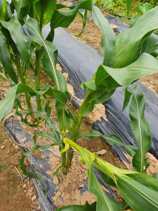 알고싶고묻고싶다님의 옥수수 · 병해충상담 작성글 사진