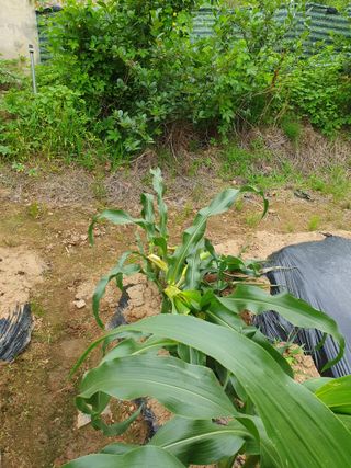 알고싶고묻고싶다님의 옥수수 · 병해충상담 작성글 사진