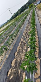 팜모닝 고추·지주설치•유인•성장 게시글 이미지