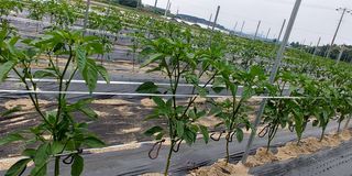 처마밑에추녀님의 고추 · 지주설치•유인•성장 작성글 사진