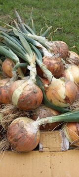 팜모닝 자유주제·자유게시판 게시글 이미지