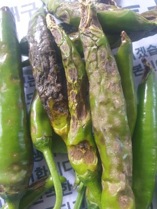 시금치11207님의 농부님! 어떤 농약 쓰세요? · 참여 작성글 사진