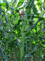 팜모닝 옥수수·자유게시판 게시글 이미지