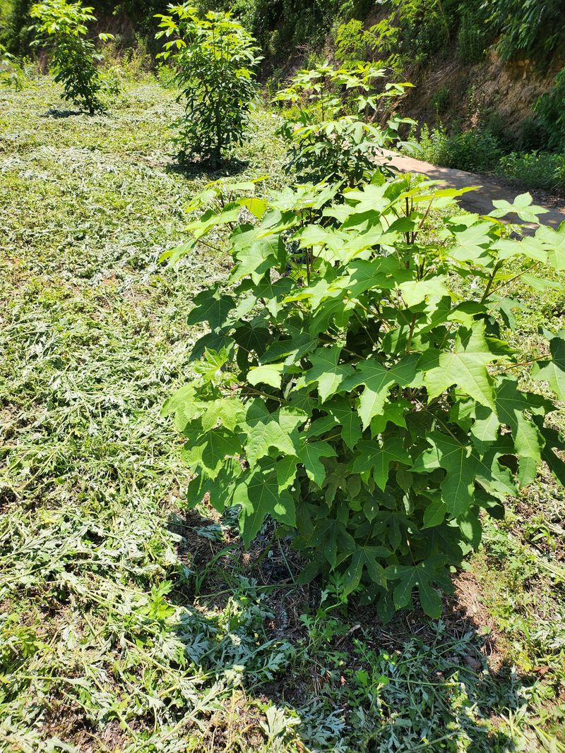 장터 상품 [음나무(포트묘)] 썸네일