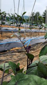 팜모닝 기타작물·병해충상담 게시글 이미지