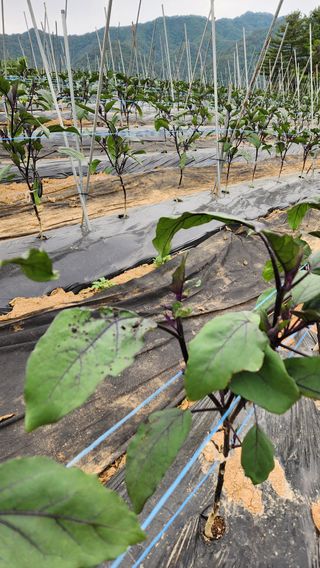 황가농원님의 기타작물 · 병해충상담 작성글 사진