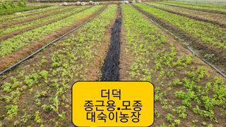 조병대님의 기타작물 · 자유게시판 작성글 사진