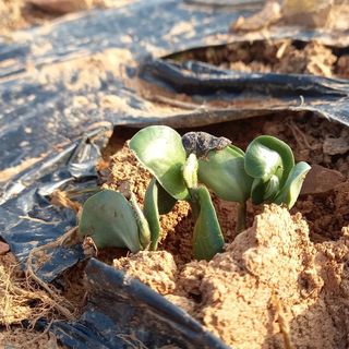 윤충기님의 콩 · 자유게시판 작성글 사진
