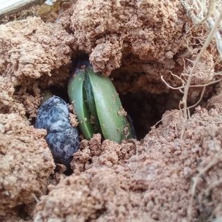 윤충기님의 콩 · 자유게시판 작성글 사진