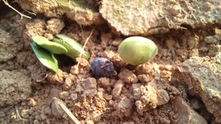 윤충기님의 콩 · 자유게시판 작성글 사진