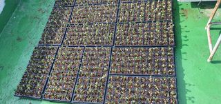 정응화님의 콩 · 자유게시판 작성글 사진