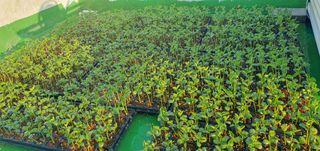 정응화님의 콩 · 자유게시판 작성글 사진