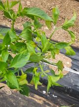 팜모닝 고추·병해충상담 게시글 이미지