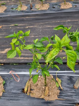 호두맘님의 고추 · 병해충상담 작성글 사진