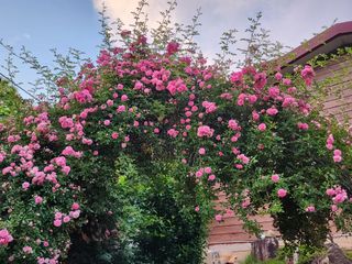 쏭이네농장(현자)님의 자유주제 · 자유게시판 작성글 사진