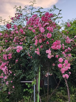 쏭이네농장(현자)님의 자유주제 · 자유게시판 작성글 사진