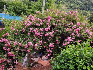 쏭이네농장(현자)님의 자유주제 · 자유게시판 작성글 사진