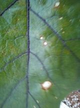 팜모닝 토마토·병해충상담 게시글 이미지