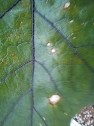 김재철님의 토마토 · 병해충상담 작성글 사진