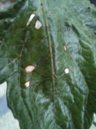 김재철님의 토마토 · 병해충상담 작성글 사진