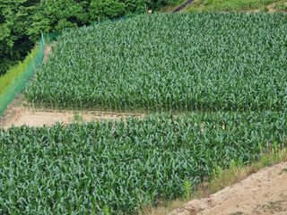 최봉은님의 옥수수 · 자유게시판 작성글 사진