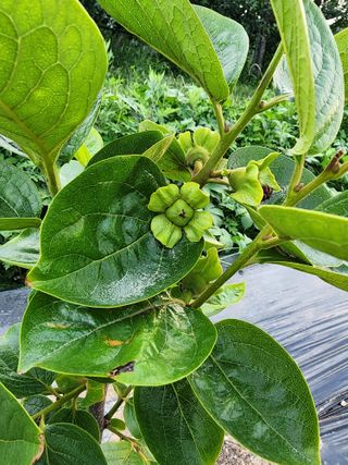 포항태추감님의 감 · 자유게시판 작성글 사진