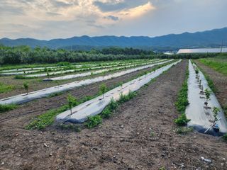포항태추감님의 감 · 자유게시판 작성글 사진