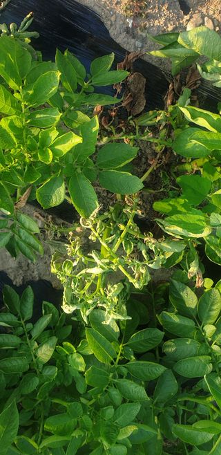 손두익 님의 감자 · 병해충상담 작성글 사진