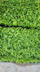 팜모닝 자유주제·자유게시판 게시글 이미지