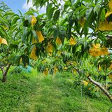 팜모닝 복숭아·자유게시판 게시글 이미지