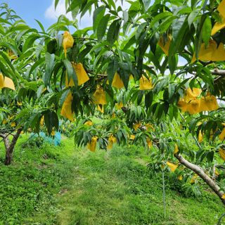 김은경님의 복숭아 · 자유게시판 작성글 사진