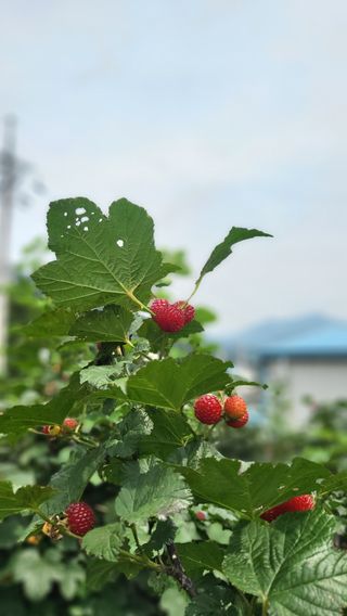 산딸기 쌍둥맘 영신님의 자유주제 · 자유게시판 작성글 사진