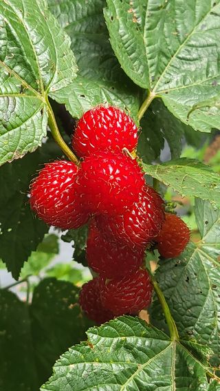 산딸기 쌍둥맘 영신님의 자유주제 · 자유게시판 작성글 사진