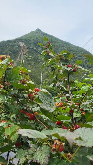산딸기 쌍둥맘 영신님의 자유주제 · 자유게시판 작성글 사진