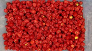 산딸기 쌍둥맘 영신님의 자유주제 · 자유게시판 작성글 사진