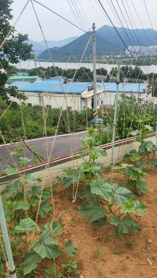 산딸기 쌍둥맘 영신님의 자유주제 · 자유게시판 작성글 사진